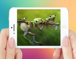 Beautiful Colour Frog Image imagem de tela 2