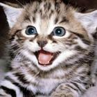 Funny Cats & Kittens Gallery أيقونة