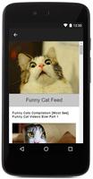 Funny Cats & Kittens Gallery تصوير الشاشة 1