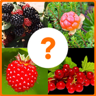 Guess The Fruits Name Only For Kids - Quiz Game icône