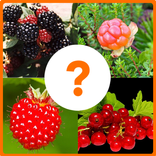 Guess The Fruits Name Only For Kids - Quiz Game