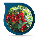 Fruit Garden Ideas APK