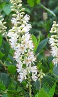 Clethra Wallpapers 截圖 2