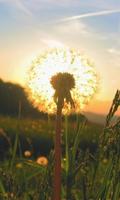 Dandelions Wallpapers โปสเตอร์