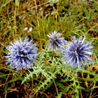 Echinops Wallpapers icône