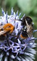 Echinops Wallpapers gönderen