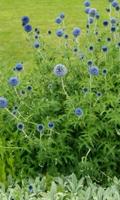 Echinops Wallpapers 截圖 2