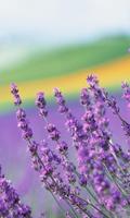 Lavender Wallpapers Affiche