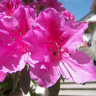 Rhododendron Wallpapers simgesi