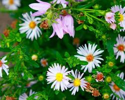 Wildflowers Wallpapers स्क्रीनशॉट 3