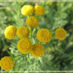 Tansy Wallpapers