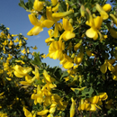 Yellow acacia Wallpapers APK