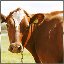 Cow Evolution 3D 2016 APK