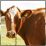 Cow Evolution 3D 2016