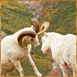 Goat Simulator 3D Free icône