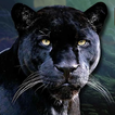 echt schwarz Panther Simulator