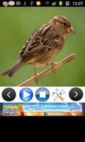 Birds Sounds (3D) ภาพหน้าจอ 1