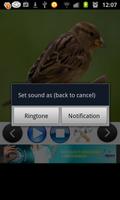 برنامه‌نما Birds Sounds (3D) عکس از صفحه