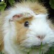 guinea pig wallpaper