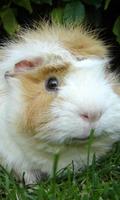 guinea pig wallpaper gönderen