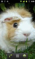 guinea pig wallpaper Ekran Görüntüsü 1