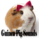 Guinea Pig Sounds icône