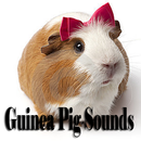 Guinea Pig Sounds APK