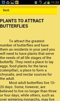Attract Butterflies 截图 1