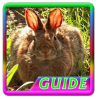Guide Rabbit Breeding أيقونة