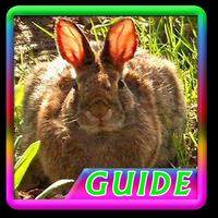 Guide Rabbit Breeding پوسٹر