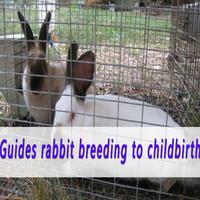 Guide Rabbit Breeding screenshot 2