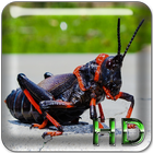 Nature Sounds : Crickets icon