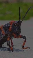 Nature Sounds : Crickets screenshot 1