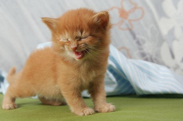 Kucing Yang Lucu