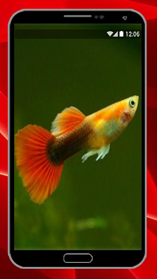 Guppy Fish Wallpaper APK for Android Download Guppy Fish Wallpaper APK for Android Download