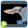 50+ Guppy Fish Collection