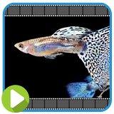 50+ Guppy Fish Collection icône