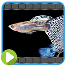 50+ Guppy Fish Collection APK