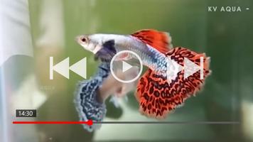 برنامه‌نما 50+ Guppy Fish Collection عکس از صفحه