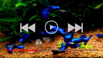 50+ Guppy Fish Collection 截图 2