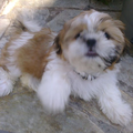 Dog Sound