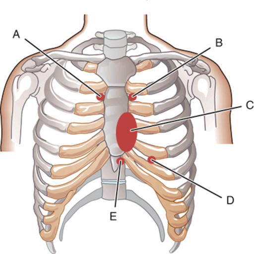 Anatomy Embryology Q&A Review