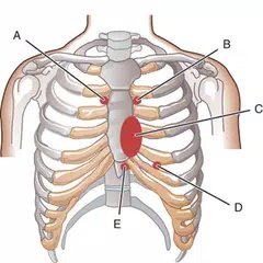 Anatomy Embryology Q&A Review