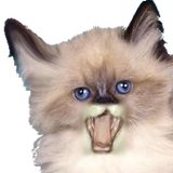 Funny Voice Kittens icon