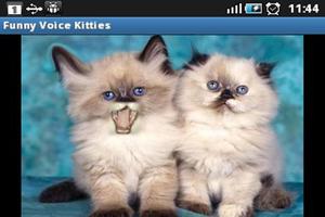 Poster Funny Voice Kittens