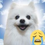 Gabe The Dog Soundboard - Dog Meme Barking