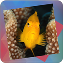 Déjà vu - Reef APK