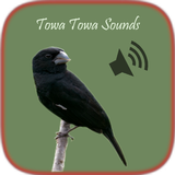Towa Towa Sounds icon