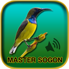 Master Kicau Sogok Ontong Gacor أيقونة