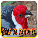 Galo de Campina açoitando APK